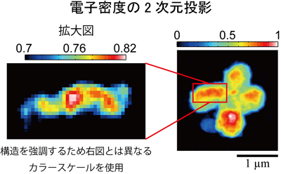 図3 再構成したヒト染色体の2次元投影像